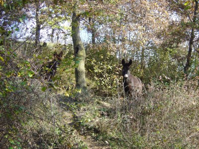 Tra i cespugli, alcuni amici ci annunciano la cima del Monte Bala.