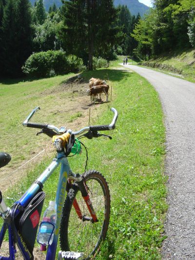 calalzo-cortina-mucca