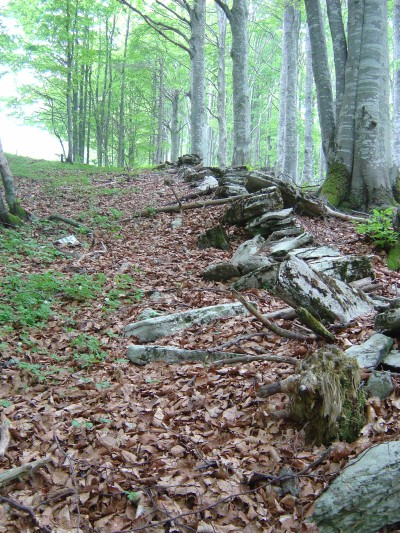 All'uscita dalla Foresta del Cansiglio, sul limitare dei prati del Monte Pizzoc, seguiamo un confine fatto di lastre di pietra.