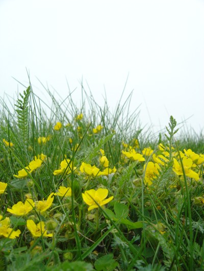 Cima del Monte Pizzoc: nuvole e un po di nebbia, ma nulla vieta a questi fiori di riempirci comunque della loro luce gialla.