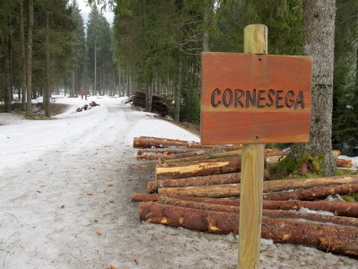 Meraviglioso bosco a Cornesega Bassa.