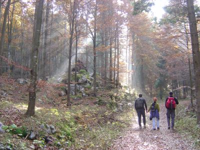 Impressionanti giochi di luce e nebbia, complice la vegetazione del Cansiglio.