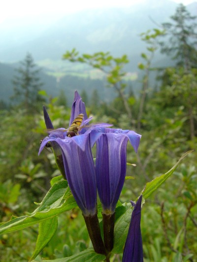 Meravigliosi fiori nelle zone che circondano Rifugio Chiampizzulon.