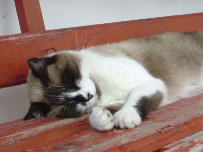 A Malga Tuglia troviamo sto gattone ad accoglierci ... in senso lato.