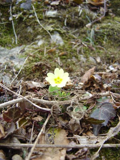 La prima primula della stagione ... per il Paletto ovviamente!