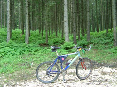 Uno splendido bosco di faggi con un morbido sottobosco di felci verdissime. Questo uno dei punti piu' belli del tracciato che sale da Campon a Malga Mezzomiglio.