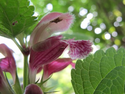 Pianta CARNIVORA tipica delle sponde del Meschio... Ok... Ok... È solo un fiore innocuo. 