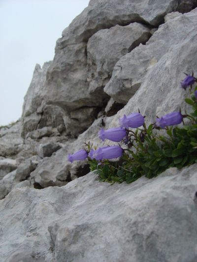 Scendendo mi fermo ad ammirare la roccia ed i fiori di questo gruppo montuoso. Roccia calcarea, con un grip decisamente elevato.