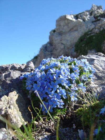 Fiori salendo alla cima del Pelf. Manca ormai poco, ci prendiamo un attimo per osservare qualche dettaglio.