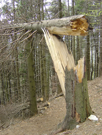 Un tronco "stanco" lungo la salita al Monte Pizzoc.