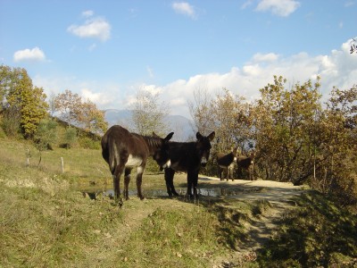 Muli liberi sulla cima del Monte Bala, Vittorio Veneto.