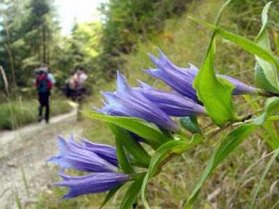 Sul sentiero del rientro, nella parte non percorsa in salita, alcuni fiori allietano il passaggio. Siamo nel Parco Naturale di Panevegio e Pale di San Martino!