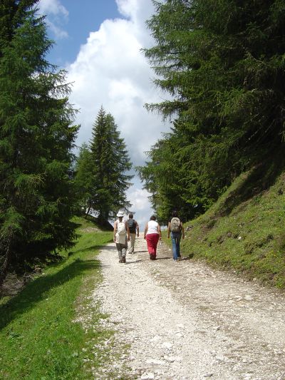 La sterrata che sale al Rifugio Citta' di Fiume, segnavia 467.