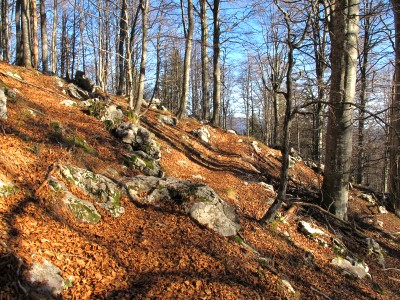 Si procede immersi nei colori autunnali della foresta del Cansiglio.