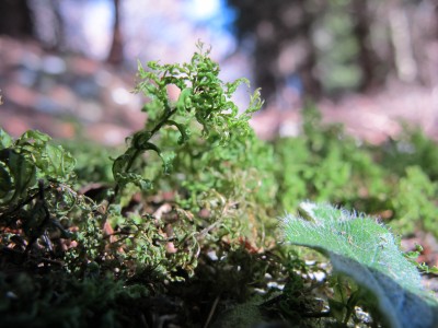 Si entra in bosco e qui fanno capolino le prime meraviglie del sottobosco.