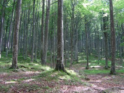 Bosco di faggio al limite nord della Foresta del Cansiglio.