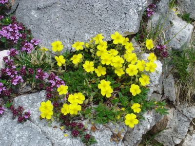 Fiori lungo il sentiero per il Rifugio Semenza.