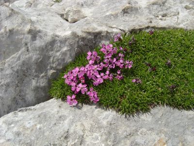 Altri fiori lungo il sentiero per il Rifugio Semenza.