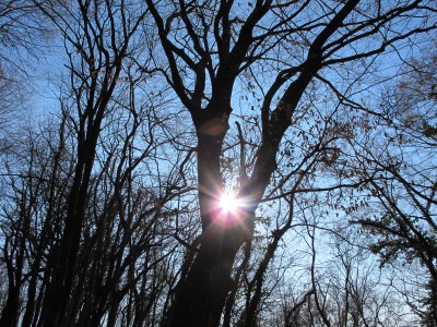 Eccolo, il sole fa capolino tra i rami spogli. Attimi che ripagano della fatica e del freddo patiti.