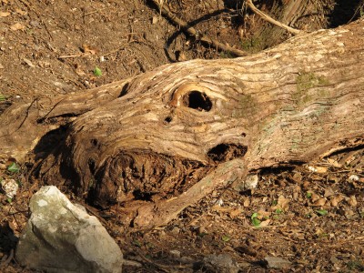 Ed ecco un rarissimo drago fossile. Si, si, proprio un grosso drago, si vede chiaramente la bocca, l'orbita ed una parte del collo.