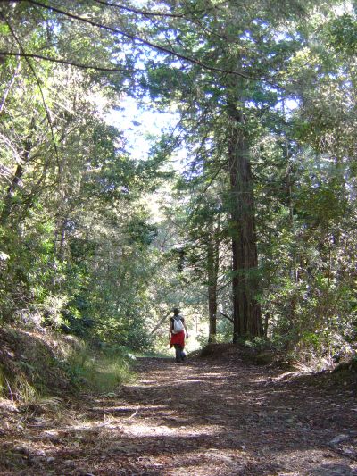 Altissimi Redwood, alberi tipici della zona, caratterizzano il tracciato.