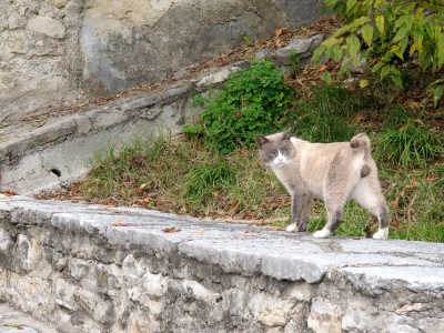 Quel che sembra il capo indiscusso della colonia di gatti di Santa Augusta.