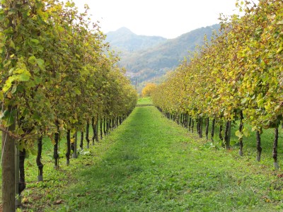 Lungo via Vinera, i vigneti rendono omaggio all'autunno.