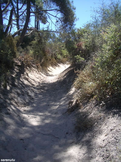 Santa Cruz Mountains trail run