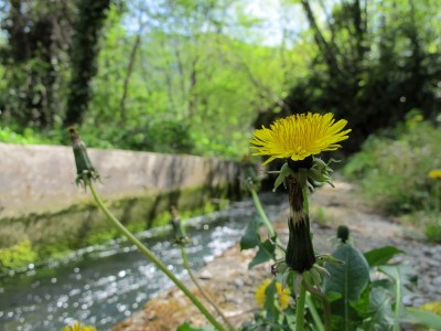 L'atmosfera da giardino segreto che avvolge le sorgenti del Meschio.