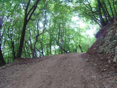 La sterrata ombreggiata che sale in bosco.