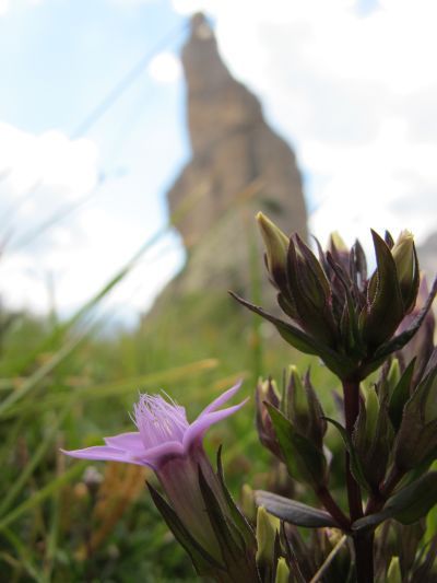 Ultima foto artistica all'icona delle Dolomiti Friulane. Ci permettiamo di mettere il Campanile di Val Montanaia come sfondo a questo rude fiore di alta quota!