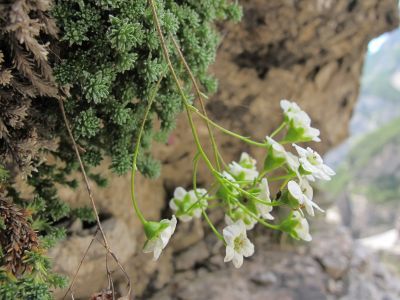 Ci prendiamo un po di pausa risalendo la sassosa Val Montanaia, e ne aprofittiamo per immortalare i piccoli punti di colore che l'ìambiente ci offre.