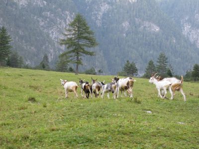 Si avvicina l'imbrunire, e come noi anche qualcun altro si fa più prossimo a Malga Pian Pagnon.