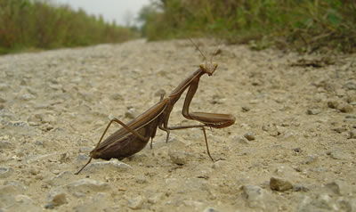 Un'amica incrociata in Valsana (Mantide Religiosa).