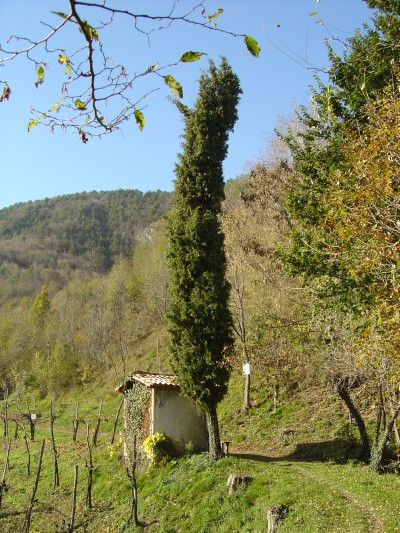 Il tempietto di Sant'Antonio ed il cipresso che l'accompagna. 