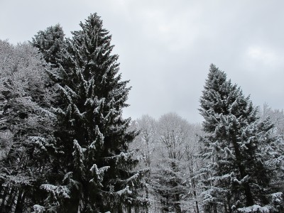 Sempre più nel fitto del bosco, nel fitto della foresta del Cansiglio.