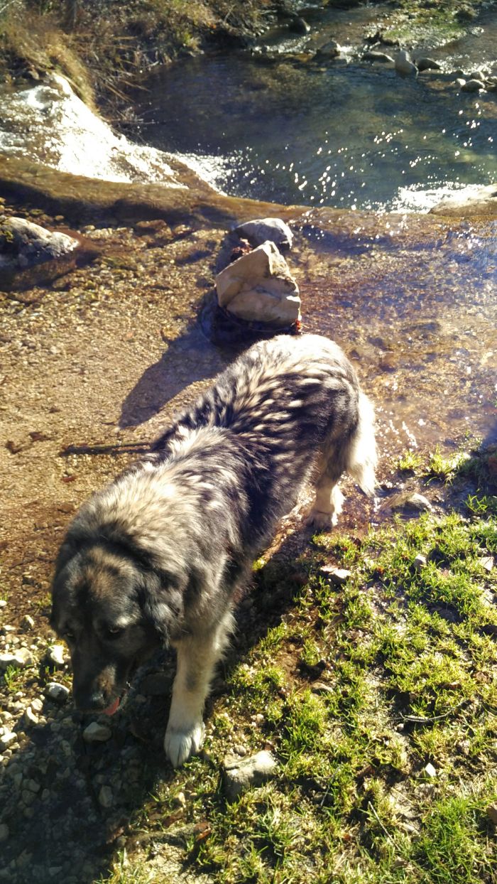 Un amico (più di uno in realtà) ci fa compagnia sul percorso lungo il Rujo, sulla Via dei Mulini.